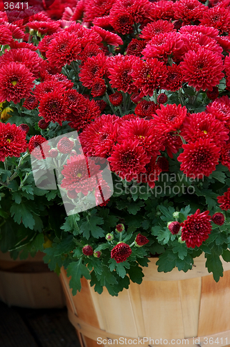 Image of Fall Mums in Baskets