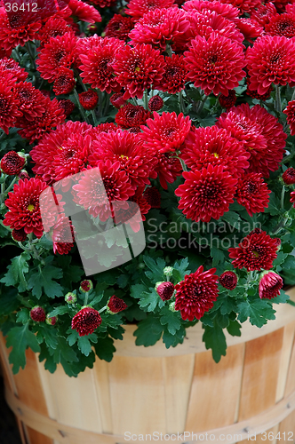 Image of Fall Mums in Baskets