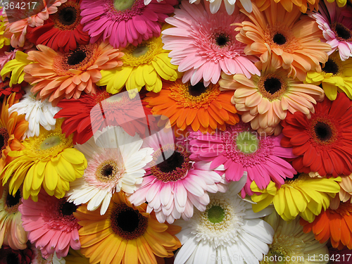 Image of Flowers