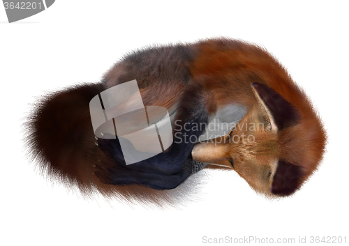 Image of Red Fox Sleeping