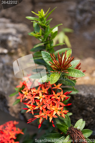 Image of wild Ixora Flower in Bali