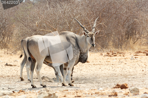 Image of eland near waterhole