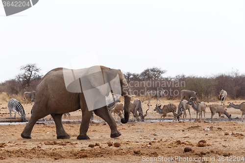 Image of African elephants at a waterhole