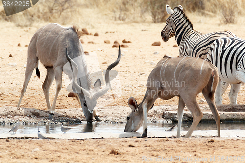 Image of Kudu drinking from waterhole