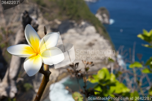 Image of wild spa flower plumeria