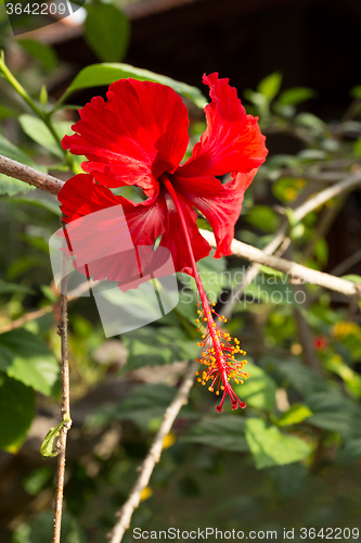 Image of dew on red hibiscus flower with leaves