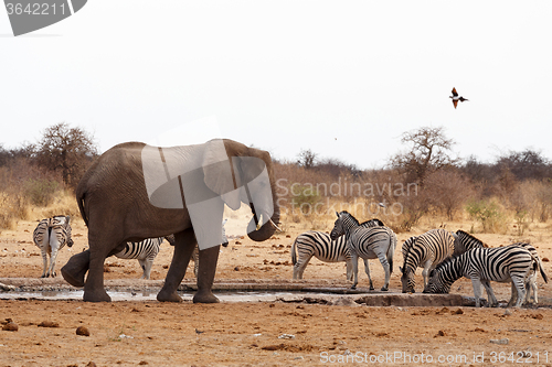 Image of African elephants at a waterhole