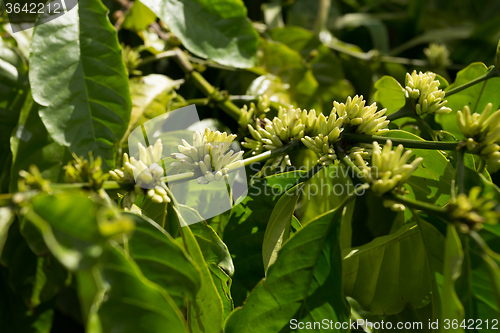 Image of raw coffe plant in agricultural farm