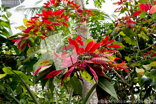 Image of Wild winter rose with blossoms in indonesia