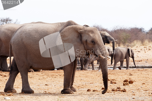 Image of herd of African elephants at a waterhole