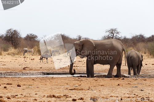 Image of herd of African elephants at a waterhole