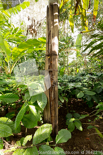 Image of Cinnamon tree on Bali, Indonesia