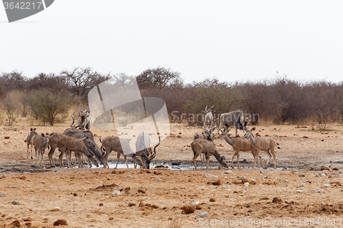 Image of Kudu drinking from waterhole