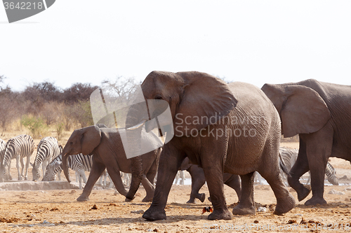 Image of herd of African elephants at a waterhole