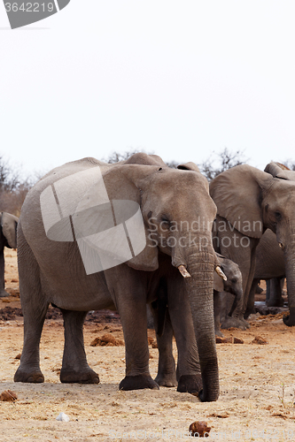 Image of herd of African elephants at a waterhole