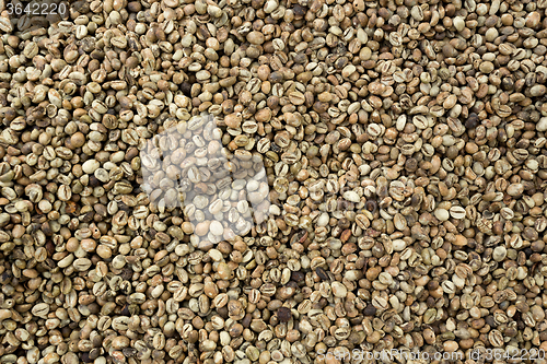 Image of harvested green Coffee Beans