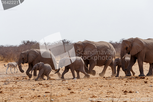 Image of herd of African elephants hurry to waterhole