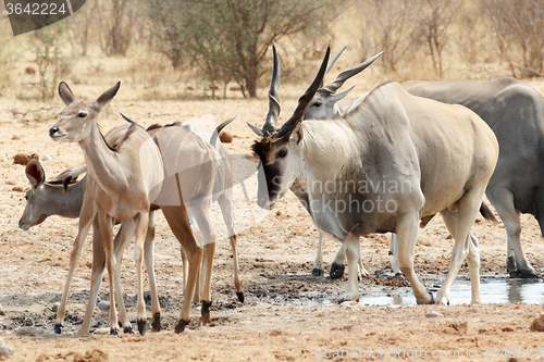 Image of herd of eland drinking from waterhole