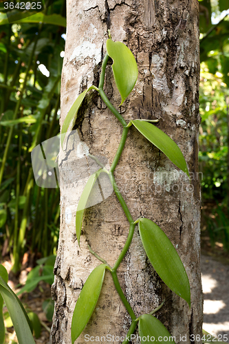 Image of Fresh Vanilla leaves on tree