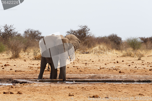 Image of African elephants at a waterhole