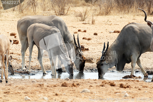 Image of herd of eland drinking from waterhole