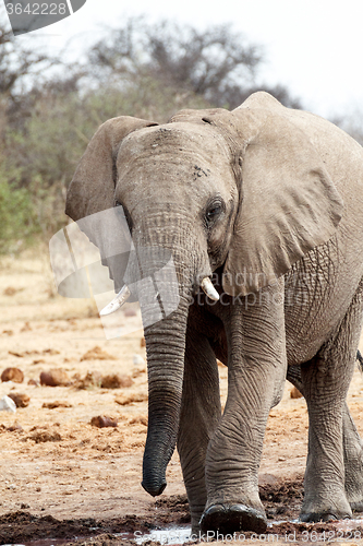 Image of African elephants at a waterhole