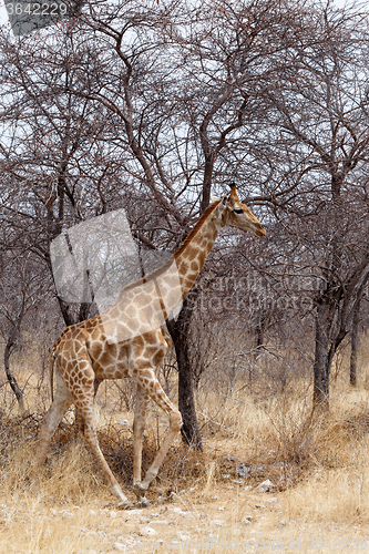 Image of Giraffa camelopardalis near waterhole