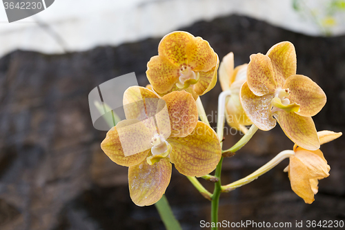 Image of wild yellow orchid