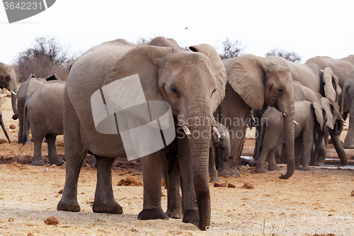 Image of herd of African elephants at a waterhole