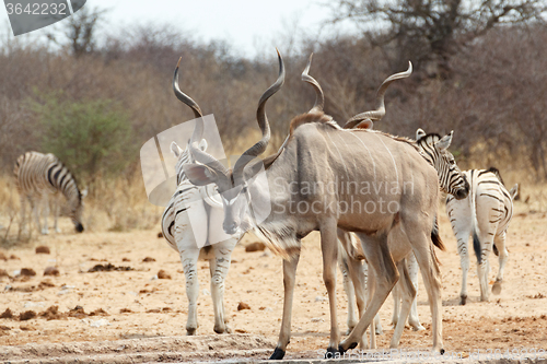 Image of Kudu drinking from waterhole