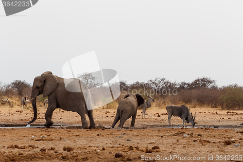 Image of African elephants at a waterhole