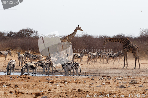 Image of Giraffa camelopardalis and zebras drinking on waterhole