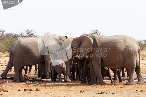 Image of herd of African elephants at a waterhole