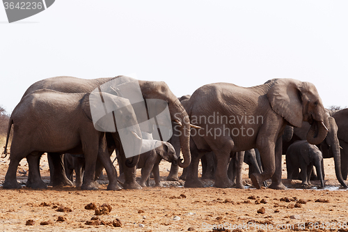 Image of herd of African elephants drinking at a waterhole