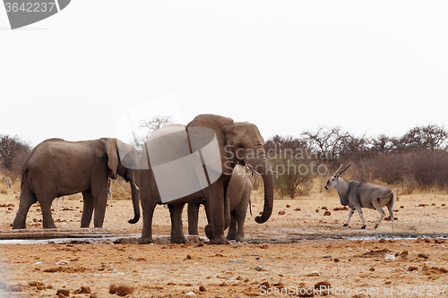 Image of African elephants at a waterhole