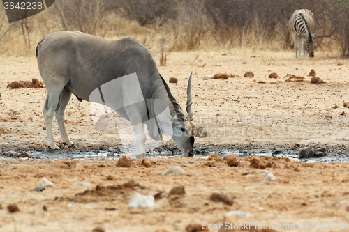 Image of eland drinking from waterhole