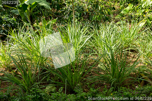 Image of green lemongrass in garden