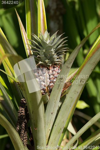 Image of fresh pineapple in garden, Bali Indonesia