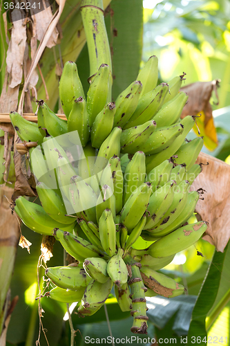 Image of unripe bananas on the tree