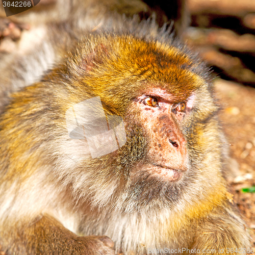 Image of bush monkey in africa morocco and natural background fauna close