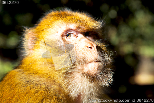 Image of bush   africa  background fauna close up