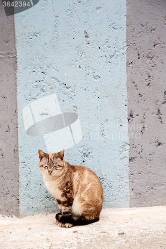 Image of alone cat in africa  and  