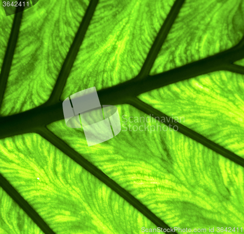 Image of  e up abstract of a  green  black   leaf and his veins in the li