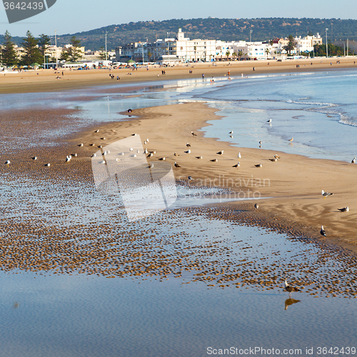 Image of abstract in morocco  sea africa ocean wave and  bird