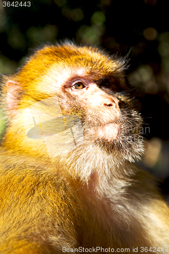 Image of old monkey in  and natural  close up