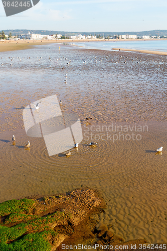 Image of   in morocco  sea africa ocean wave and  bird