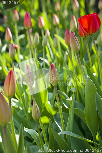 Image of red tulips  