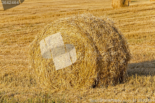 Image of straw stack .  wheat 