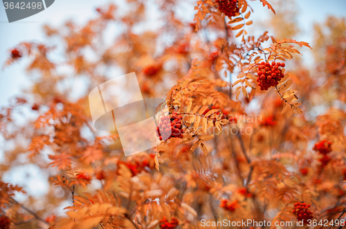 Image of rowan-tree with rowanberry