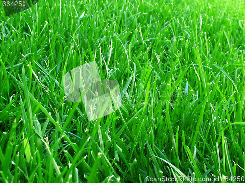 Image of Grass